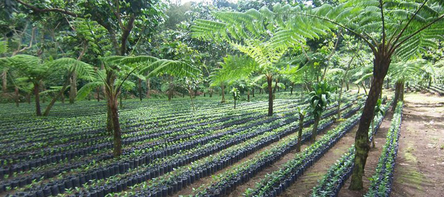 Coffee Plantation