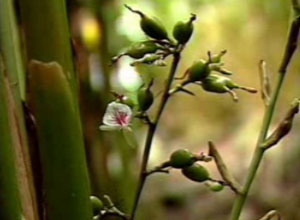 Cardamom Plant